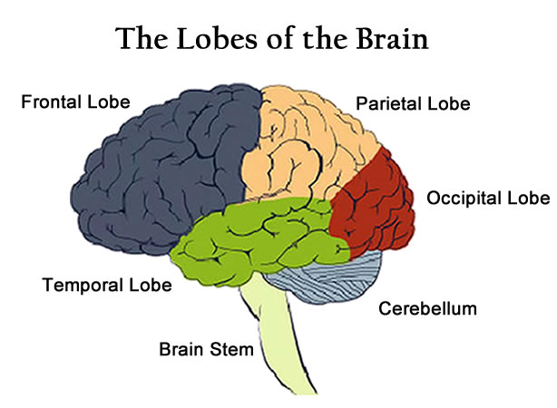 Lobes of the Brain