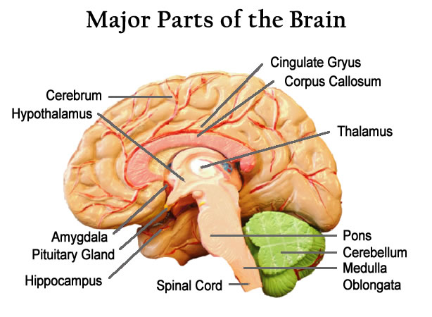 Parts of the Brain