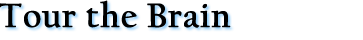 Tour the Brain