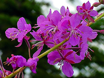 Fireweed